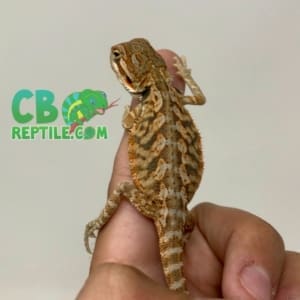 baby bearded dragon for sale