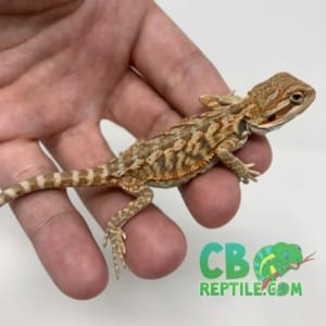 baby inferno bearded dragon