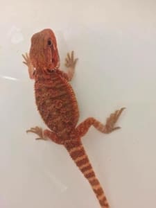 bearded dragon morphs for sale