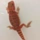 baby red bearded dragon