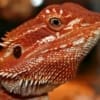 baby red bearded dragon