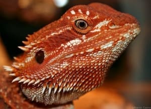 baby pet bearded dragon