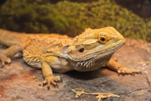 bearded dragon habitats