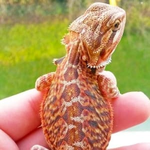 bearded dragons for sale near me