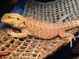 bearded dragon habitat for sale