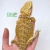 Citrus bearded dragon