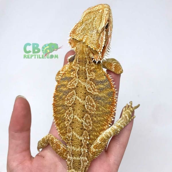 Citrus bearded dragon
