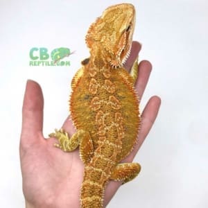 bearded dragon baby for sale