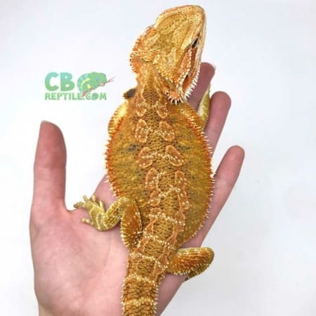 Citrus bearded dragons for sale