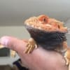 fancy bearded dragon for sale