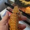 fancy bearded dragon for sale