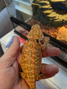 fancy bearded dragon for sale