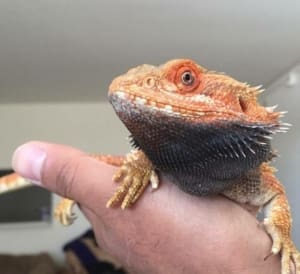 bearded dragon diet