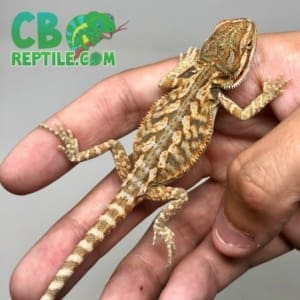 pet reptiles for sale