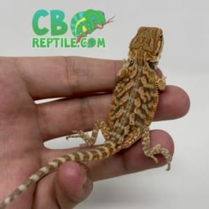 bearded dragon care sheet