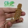 inferno bearded dragons