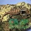 leatherback bearded dragon
