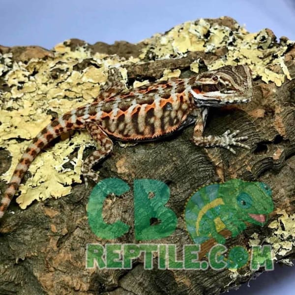 leatherback bearded dragon
