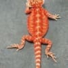 red bearded dragon