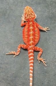 bearded dragon