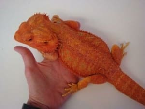 bearded dragon care guide