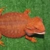 red bearded dragons for sale