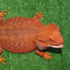 baby bearded dragons for sale