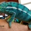 Nosy be panther chameleons