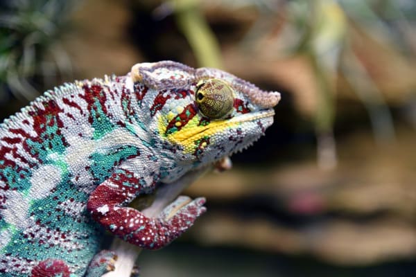 Nosy Faly Panther Chameleon
