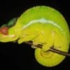 Nosy Mitsio Panther Chameleon for sale