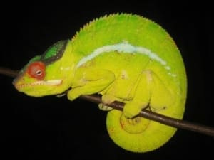 Nosy Mitsio Panther Chameleon for sale