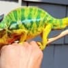 Nosy Mitsio chameleon