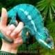 Nosy be panther chameleon