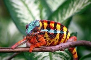 panther chameleon for sale