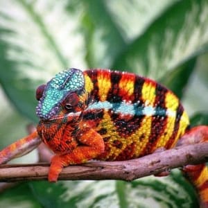 panther chameleon for sale