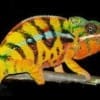 Sambava Panther Chameleon