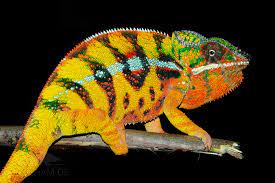 Sambava Panther Chameleon