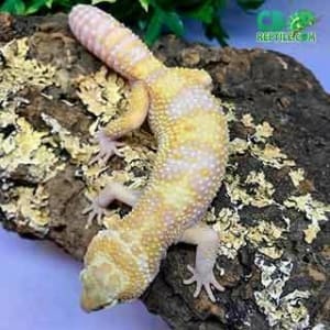 albino-leopard-geckos-for-sale