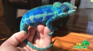 ambanja panther chameleon