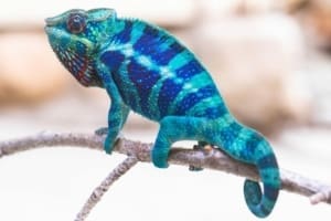 Ambanja Panther Chameleon