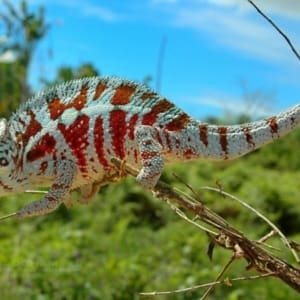 baby panther chameleon for sale