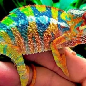 baby panther chameleon