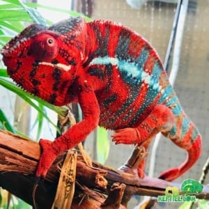 baby panther chameleo