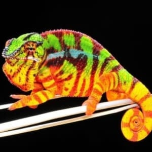 baby panther chameleon