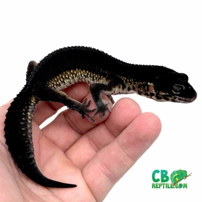 black night leopard for sale near me baby black leopard geckos for sale