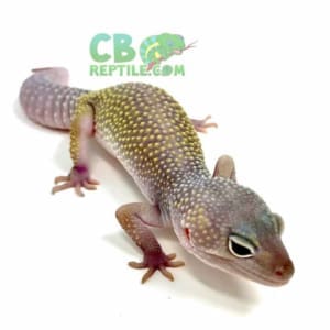 blizzard-leopard-gecko blizzard leopard gecko