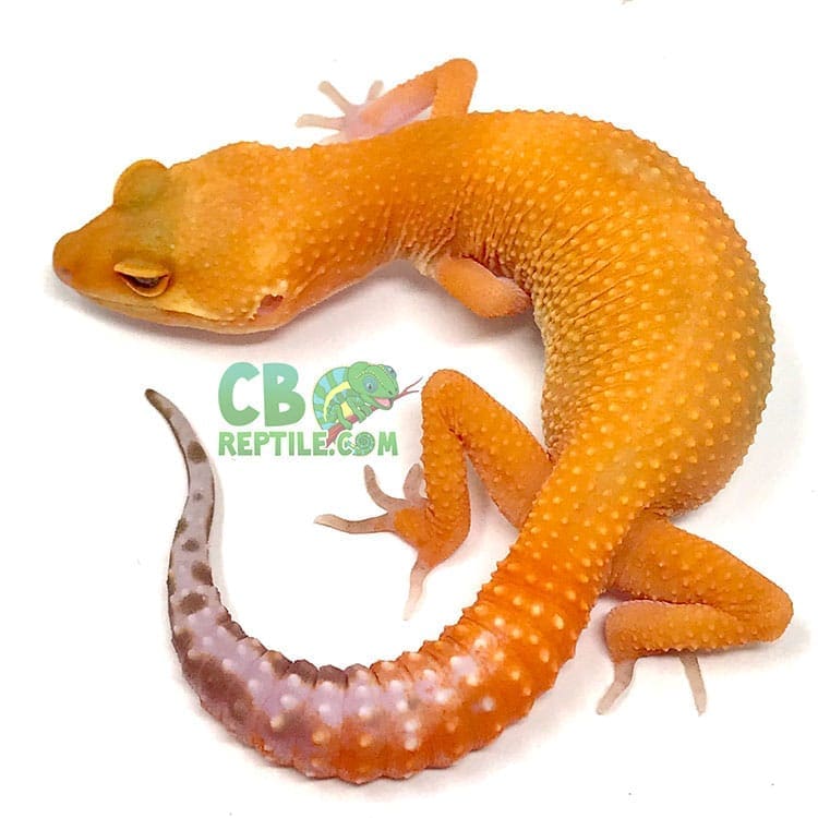 Jumbo leopard gecko on sale