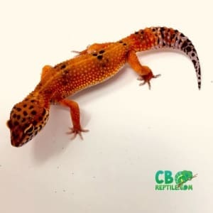 leopard gecko for sale