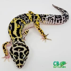 bold leopard gecko