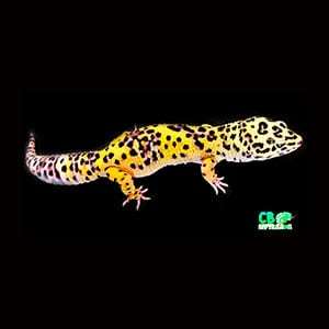 bold super giant leopard gecko